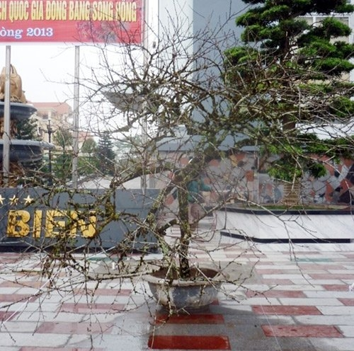 Ngắm[-]cặp[-]đào[-]phai[-]có[-]giá[-]hàng[-]trăm[-]triệu[-]ở[-]đất[-]Cảng